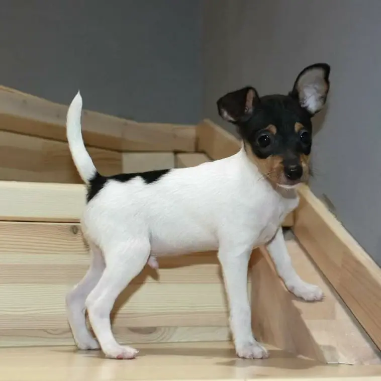 17 Facts About Raising and Training Toy Fox Terriers
