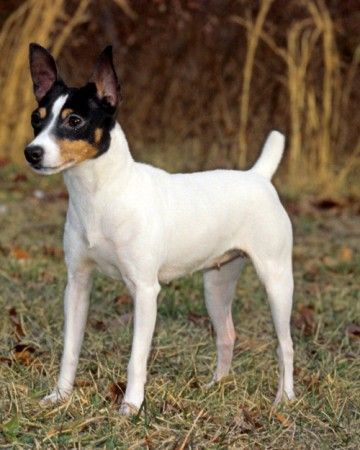 14 Reasons Why Toy Fox Terriers are the Best Dogs Ever