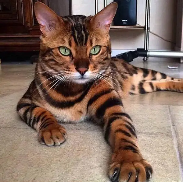 Toyger Cat Personality And Behavior Pettime