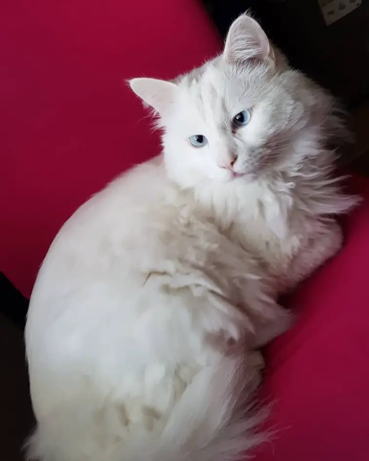 Breed Review: Turkish Angora (17 Pics) - Page 4 of 6 - PetTime