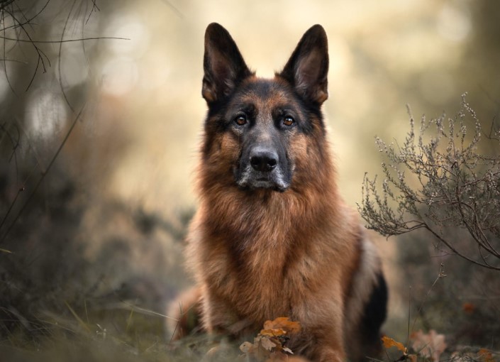 35+ Unique German Shepherd Names - PetTime