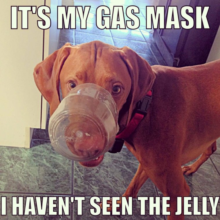 17 Cool Memes with Vizsla - Page 6 of 6 - PetTime