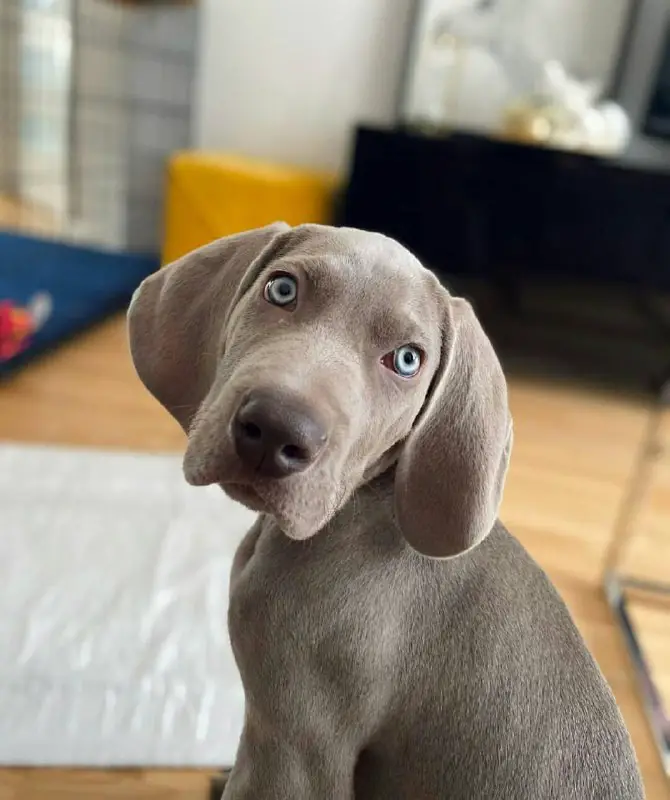 15 Reasons Why You Should Never Own Weimaraner Dogs - Page 3 of 5 - PetTime
