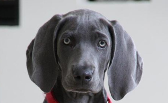 15 Undeniable Truths Only Weimaraner Pup Parents Understand