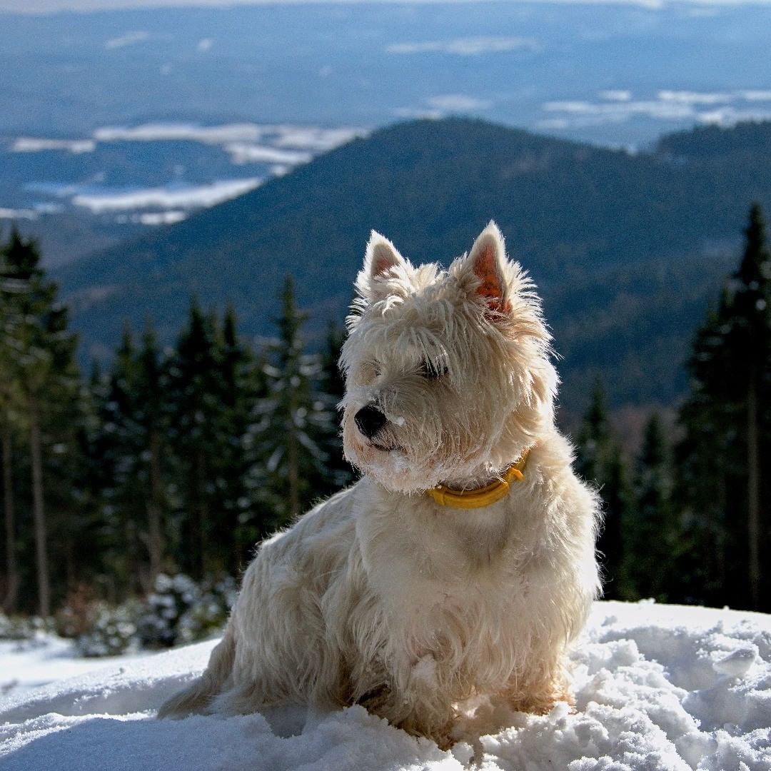 west highland terrier