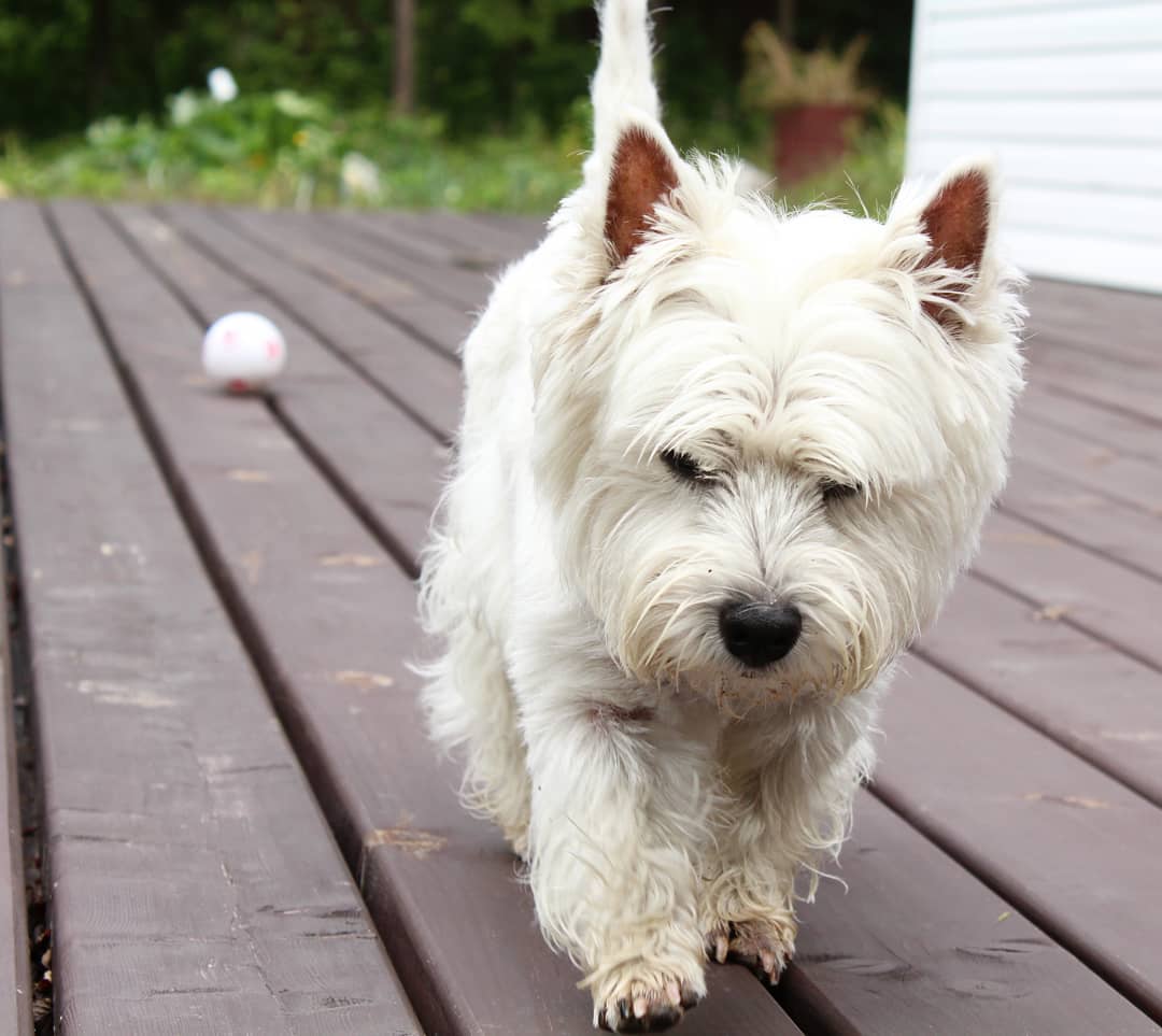 west highland terrier tempermant