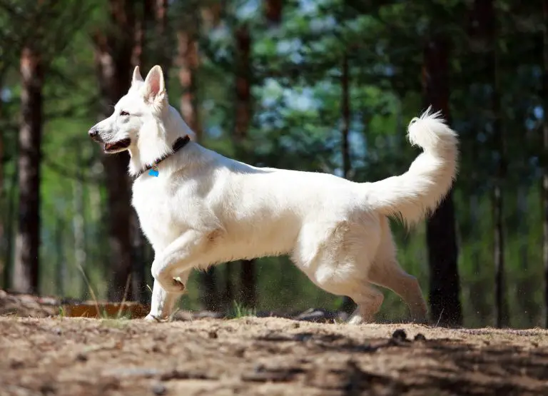 White Swiss Shepherd: Everything You Need to Know - PetTime