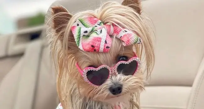 25-girl-dog-names-for-yorkies-pettime