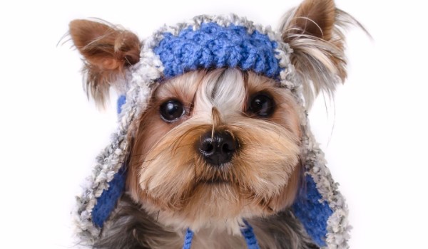 25-boy-dog-names-for-yorkies-pettime