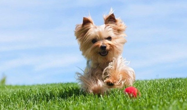 Yorkshire Terrier: History of the Breed - PetTime