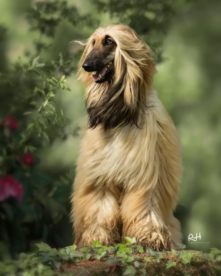 Breed Review Afghan Hound (19 Pics) Page 5 of 7 PetTime