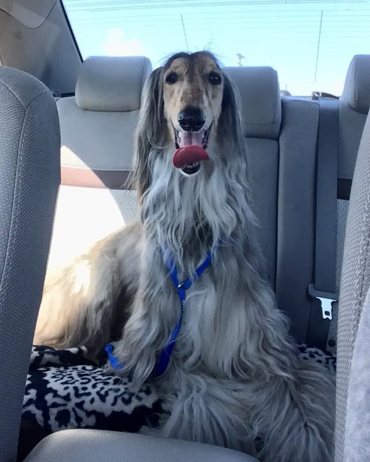 Breed Review Afghan Hound (19 Pics) Page 6 of 7 PetTime