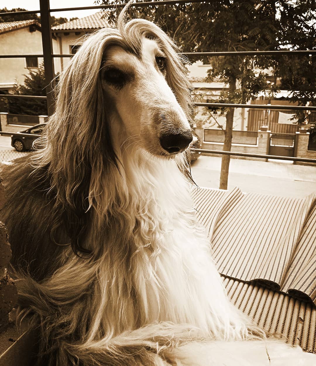 Breed Review Afghan Hound (19 Pics) Page 2 of 7 PetTime