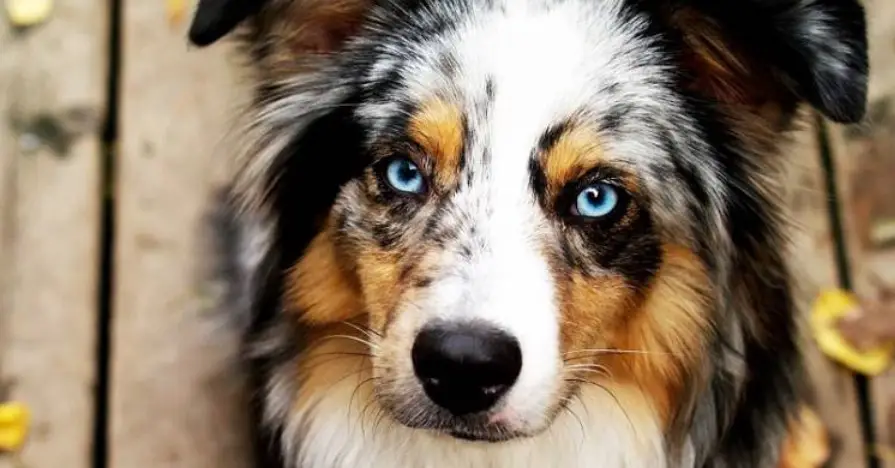 Australian Shepherd: Everything You Need to Know - PetTime