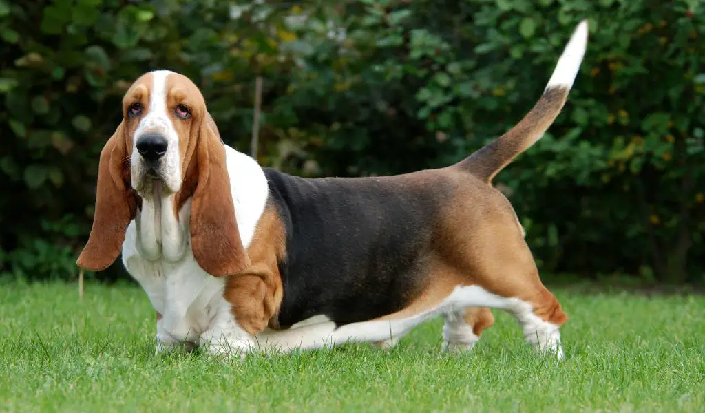 Breed Review: Basset Hound (16 Pics)