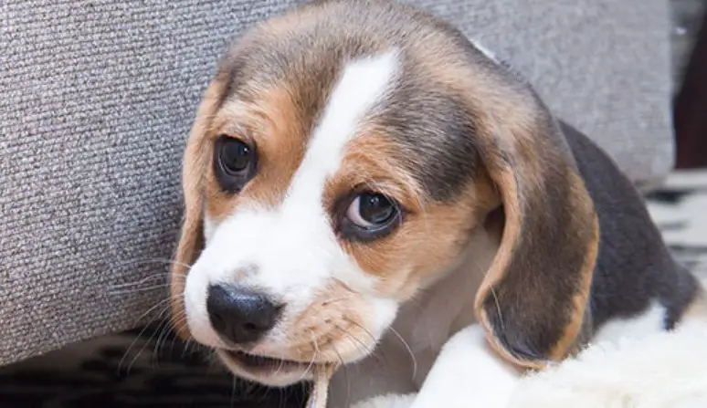 The 100+ Most Popular Beagle Names of 2024