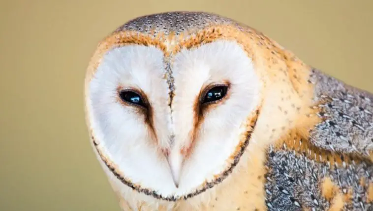 Barn Owl: Description, Behavior, & Lifestyle - PetTime