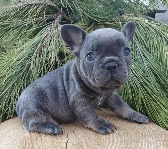 Blue French Bulldog & Other Colors of the Breed - PetTime