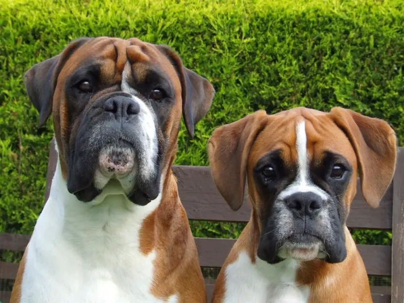 Boxer: History of the Breed - PetTime