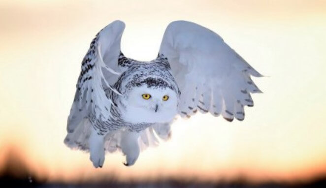 Snowy Owl: Description, Behavior, & Lifestyle - PetTime