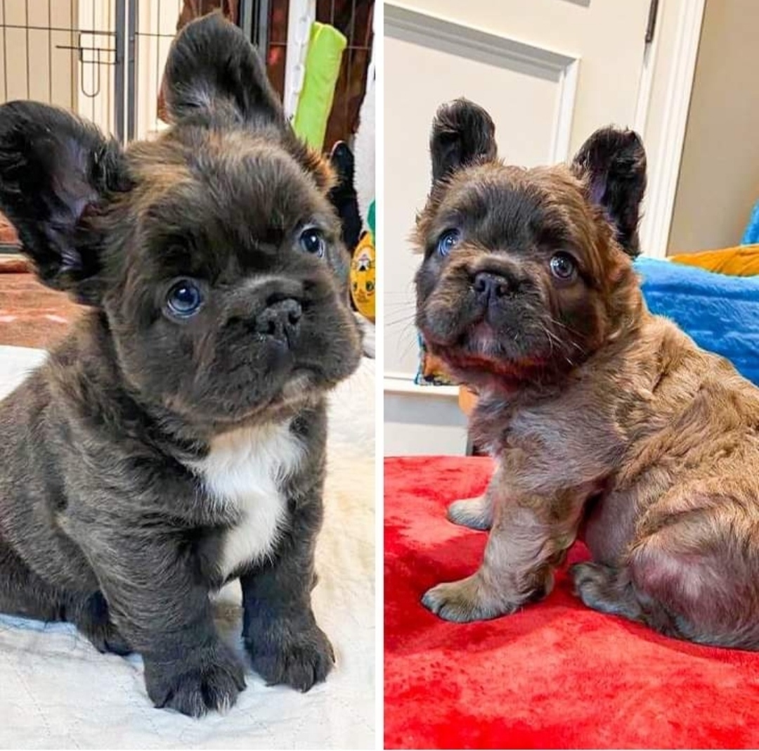 Why Didn't Anyone Tell Me There Were Fluffy French Bulldogs! (12 Pics ...