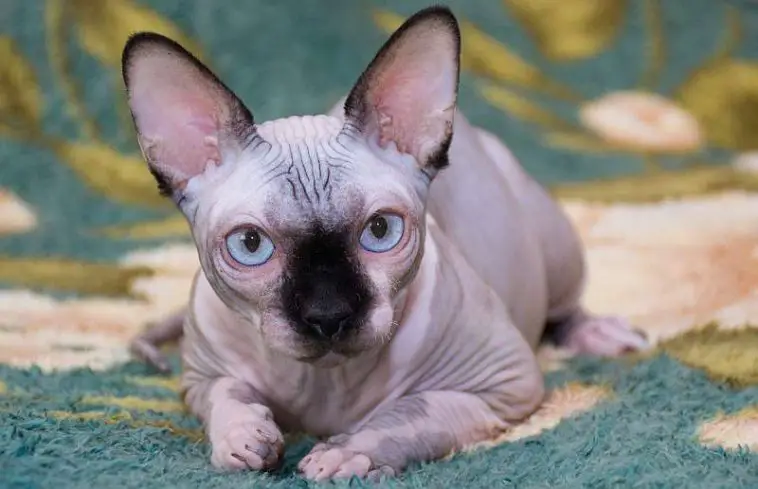 Canadian Sphynx Cat Personality and Behavior