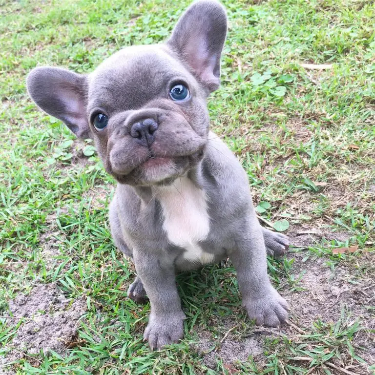 Why Didn't Anyone Tell Me That the Lilac French Bulldogs are so Cute ...