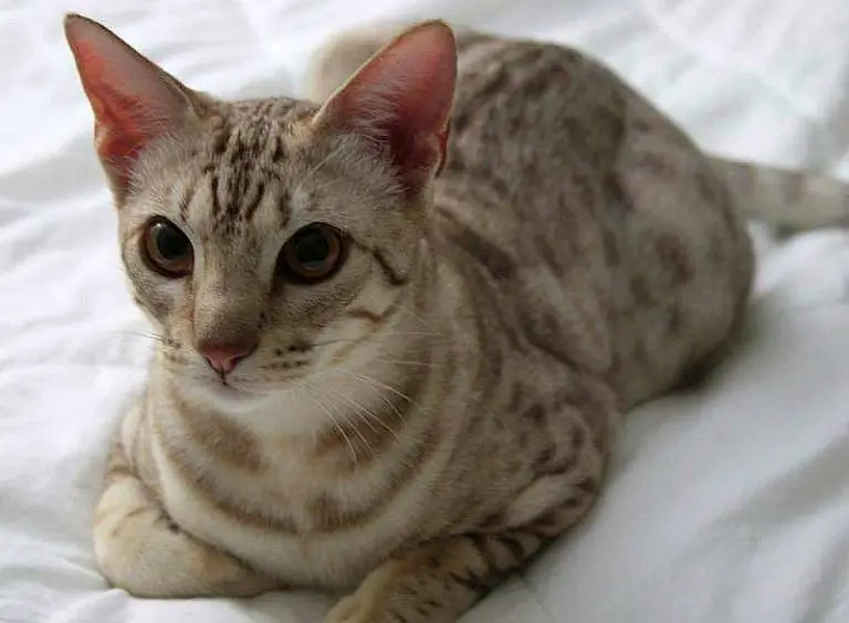 Ocicat Cat Personality and Behavior