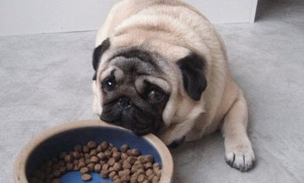 Feeding Your Dog: How To Feed a Pug - PetTime