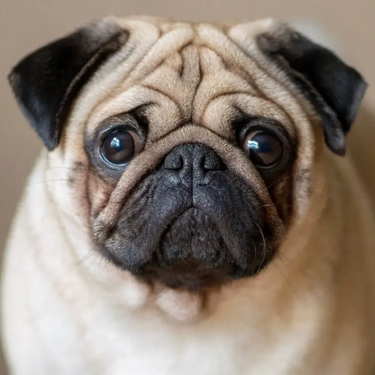 Breed Review: Pug (17 Pics)