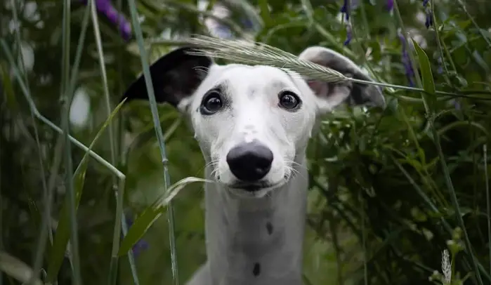 16 Undeniable Truths Only Whippet Pup Parents Understand