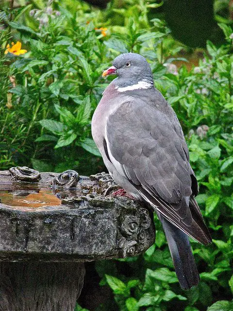 Wood Pigeon Bird Pictures Facts Pettime