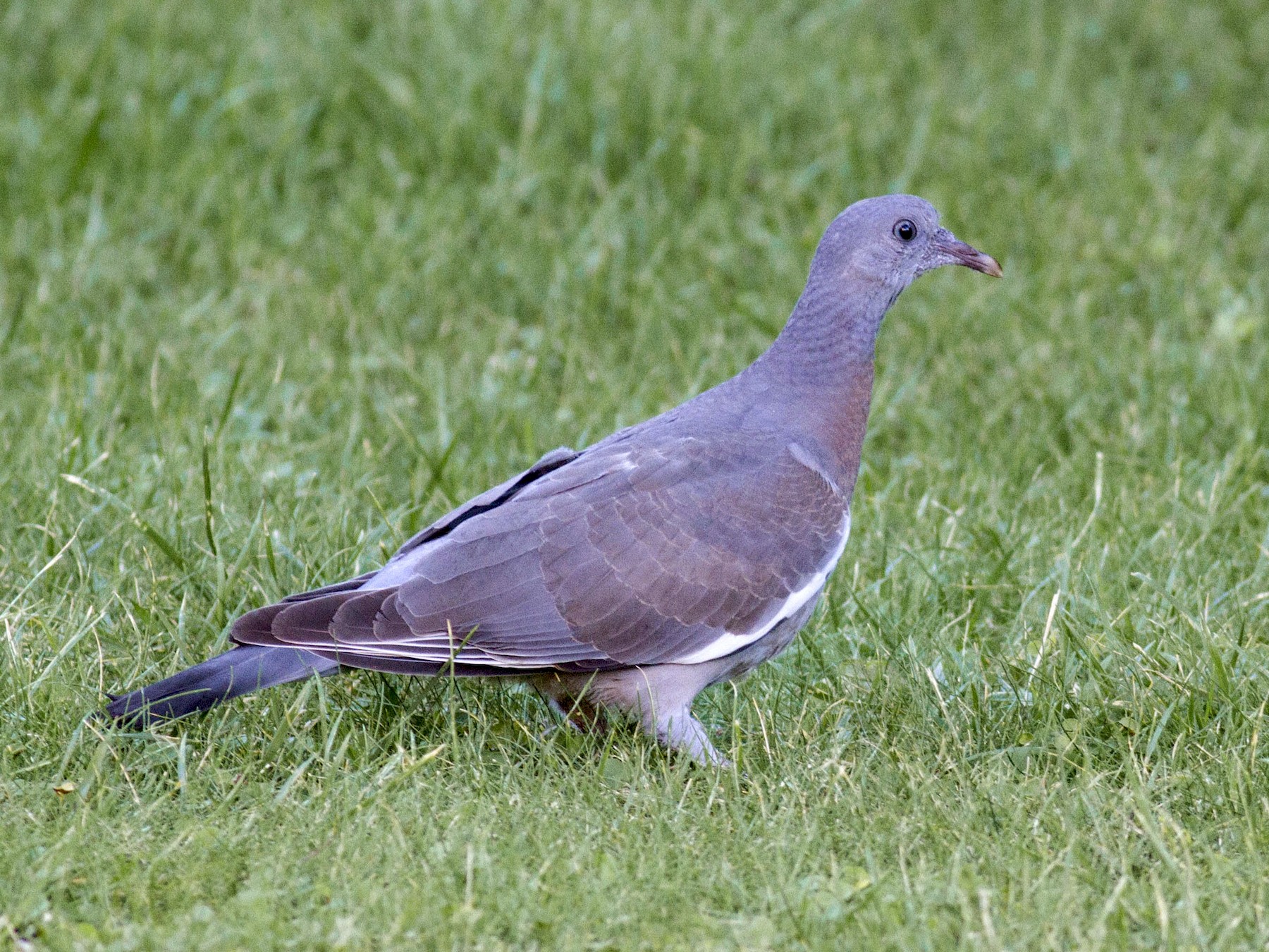 Wood Pigeon Bird Pictures Facts Pettime