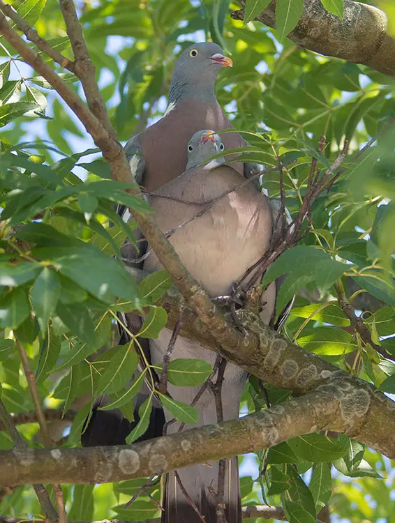 Wood Pigeon Bird Pictures Facts Pettime