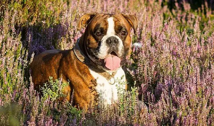 Breed Review: Boxer (15 Pics) - PetTime