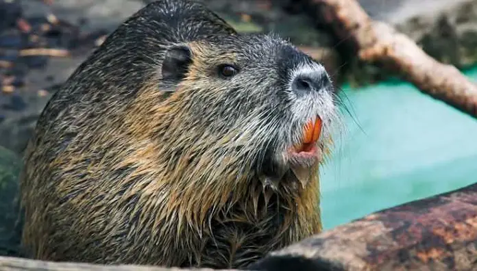 Nutria (15 Pics): Care, Pros and Cons