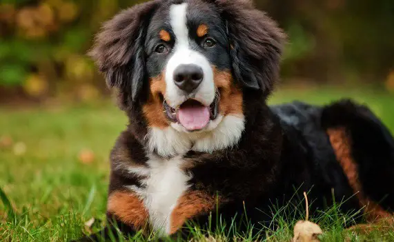 Best Food for Bernese Mountain Dogs PetTime