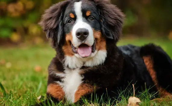 Best Food for Bernese Mountain Dogs - PetTime