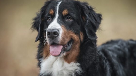 Bernese Mountain Dog Coat