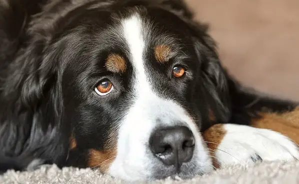 Bernese Mountain Dog Coat - PetTime