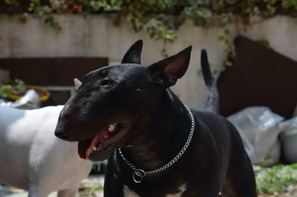 English Bull Terrier Coat Colors PetTime