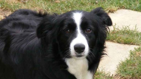 Border Collie Diseases - PetTime