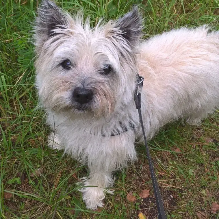 Cairn Terrier: Everything You Need to Know