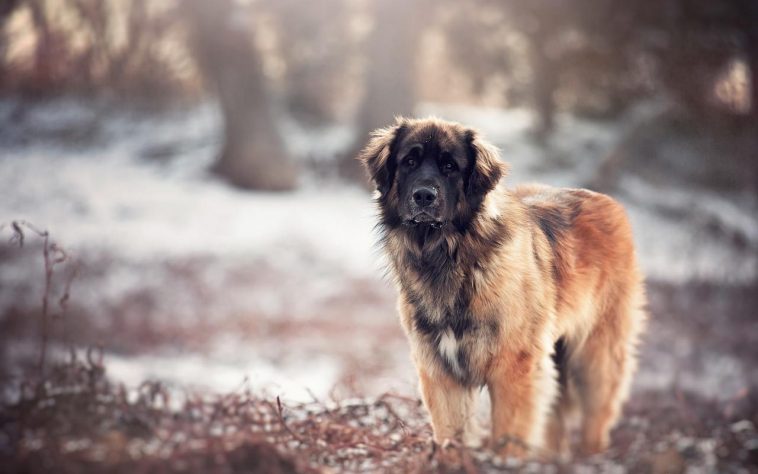 Caucasian Shepherd Dog: Everything You Need to Know - PetTime