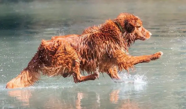 14 Reasons Duck Tolling Retrievers Are Not The Friendly Dogs Everyone