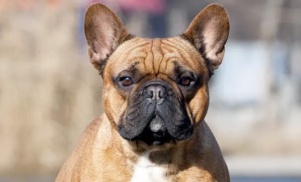 French Bulldog: Training Tips - PetTime