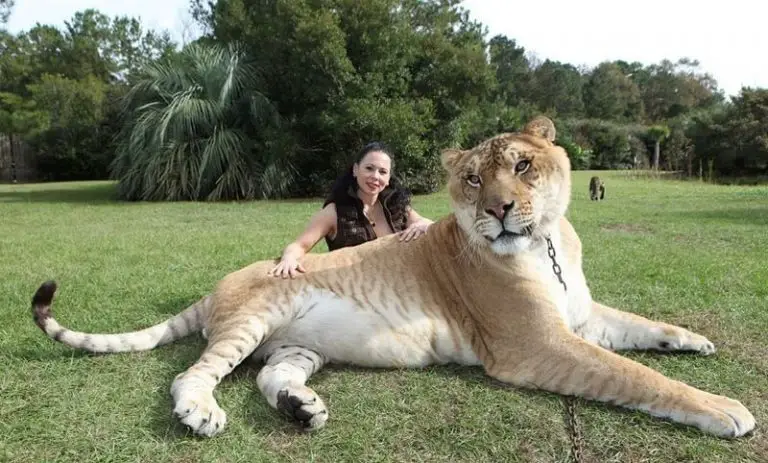 Hercules The Liger: The Biggest "Cat"