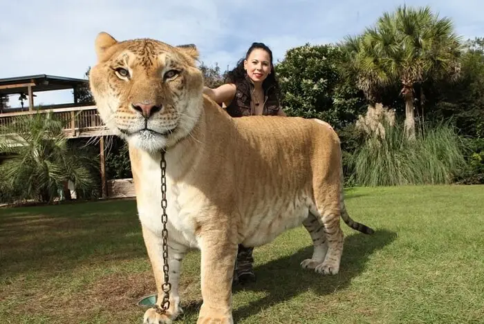 Hercules the Liger: the Biggest 