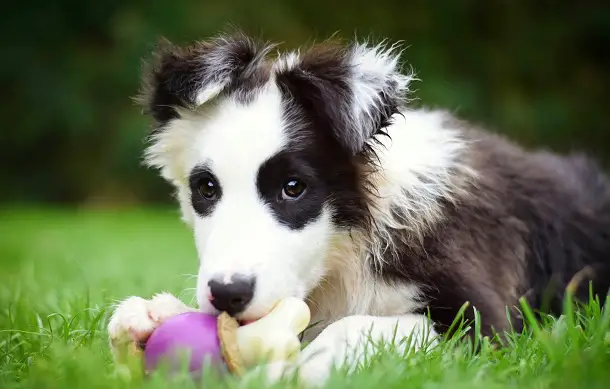 How Much Does a Border Collie Cost? PetTime