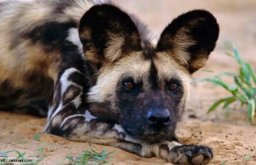 Hyena Dog